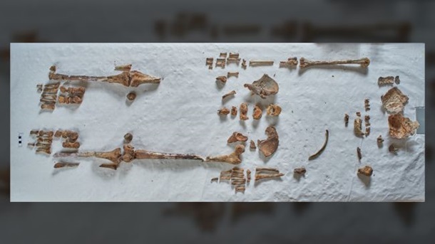 Ученые установили принадлежность останков, найденных в XIX веке