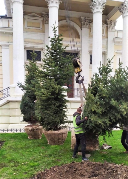 Возле Археологического музея в Одессе высадили 5-метровые голубые ели. Фото
