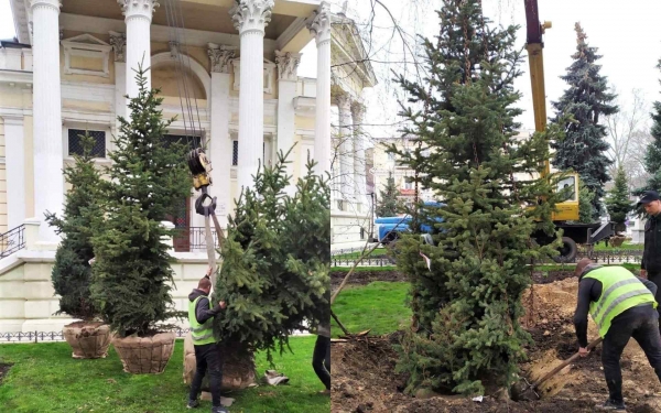 Возле Археологического музея в Одессе высадили 5-метровые голубые ели. Фото