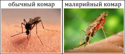 Климат меняется: из-за нашествия комаров Украине угрожает эпидемия малярии 