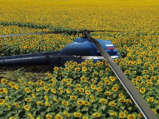 У Росії вертоліт впав на поле соняшників, пілот зник