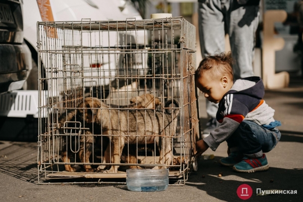 Home Me Fest: как в Одессе проходит самый добрый фестиваль для животных из приютов. Фоторепортаж