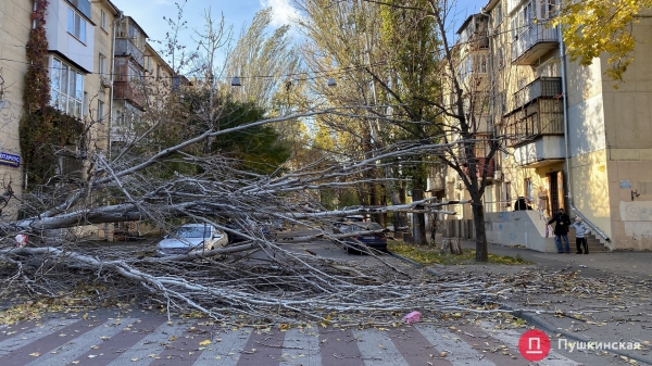 В Одессе сильный ветер повалил почти 30 деревьев. Фото