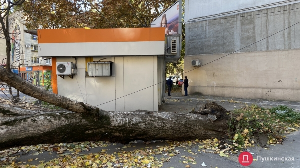 В Одессе сильный ветер повалил почти 30 деревьев. Фото
