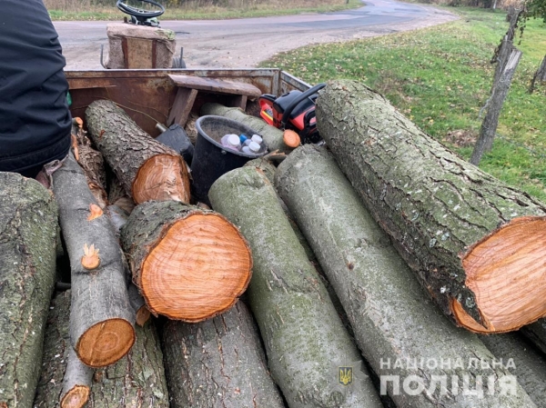 Зима близко: «чёрные лесорубы» уничтожают деревья в Одесской области