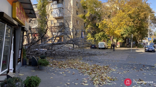 В Одессе сильный ветер повалил почти 30 деревьев. Фото