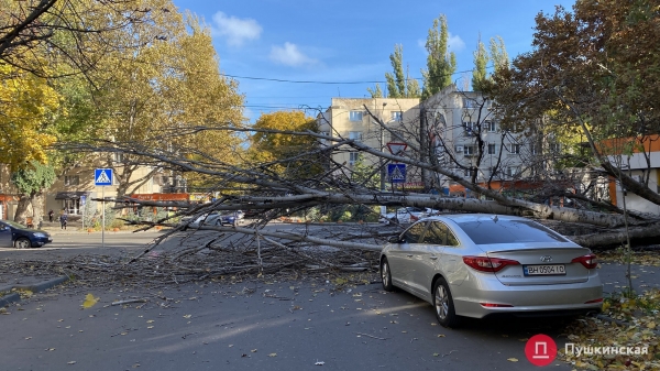 В Одессе сильный ветер повалил почти 30 деревьев. Фото