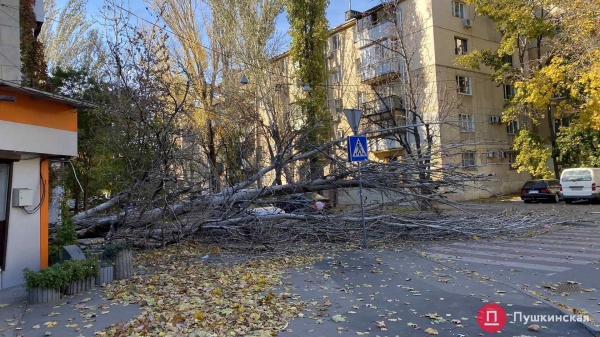В Одессе сильный ветер повалил почти 30 деревьев. Фото