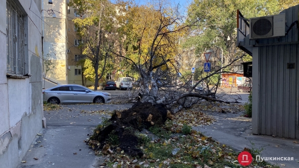 В Одессе сильный ветер повалил почти 30 деревьев. Фото