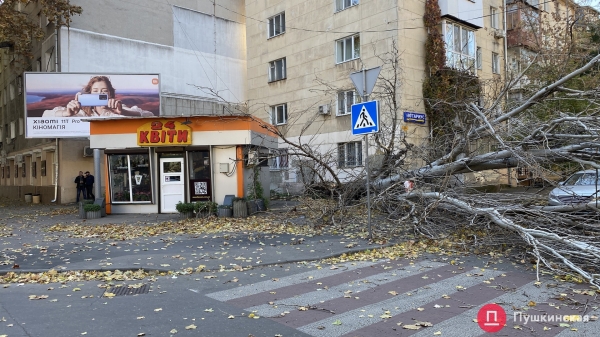 В Одессе сильный ветер повалил почти 30 деревьев. Фото
