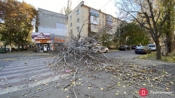 В Одессе сильный ветер повалил почти 30 деревьев. Фото