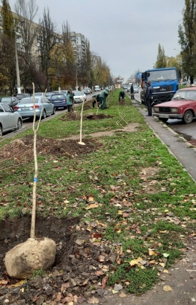 Трухановские посадки: в Одессе стало ещё на 50 акаций больше 