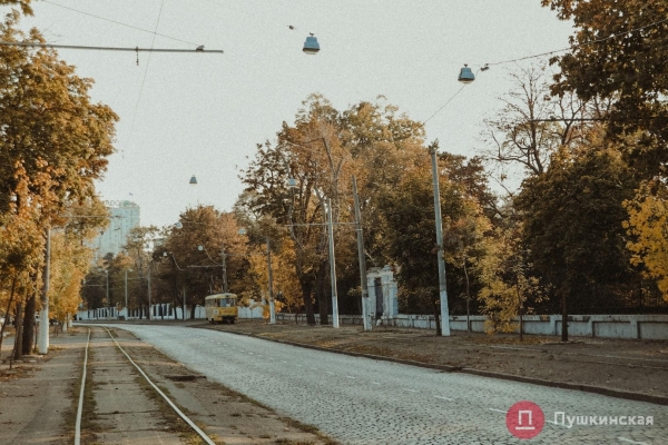 «Зеленые легкие» Одессы: зачем городу деревья и кто за них в ответе