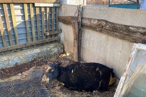 На ферме под Одессой, где сгорели овцы, рассказали подробности пожара