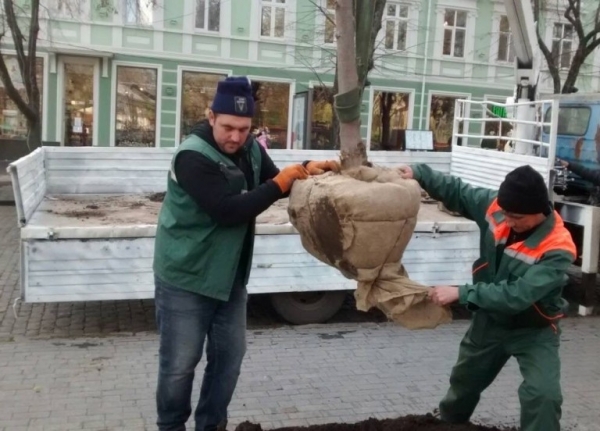 На Дерибасовской посадили липы, а на 411-й батарее — две сотни розовых кустов