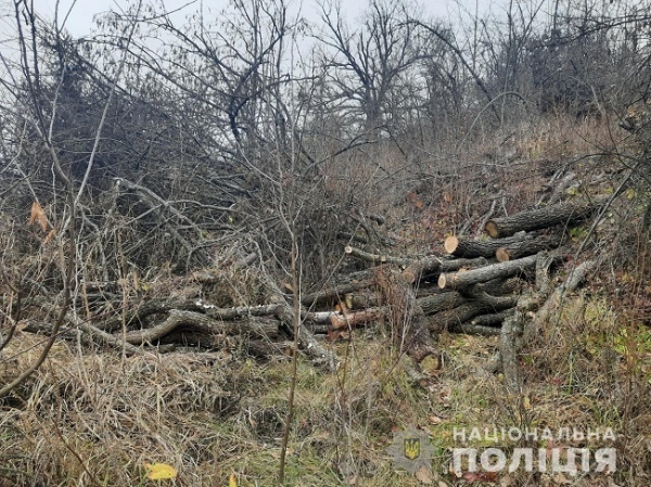 На севере Одесской области поймали незаконных дровосеков