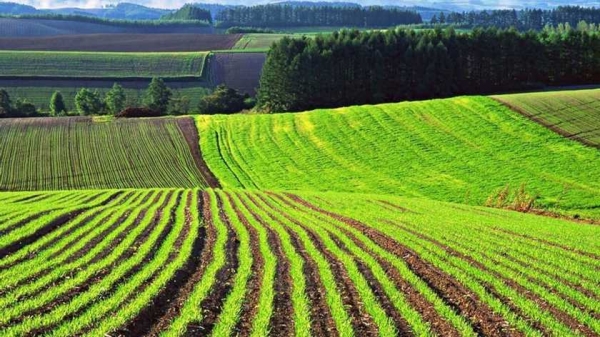Украинцам рассказали, чего ждать от цен на землю в 2022 году