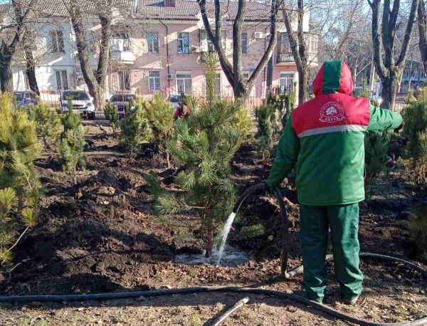 В 2022 году в Одессе на территории школ и детсадов высадят 1,5 тысячи сосен. Фото