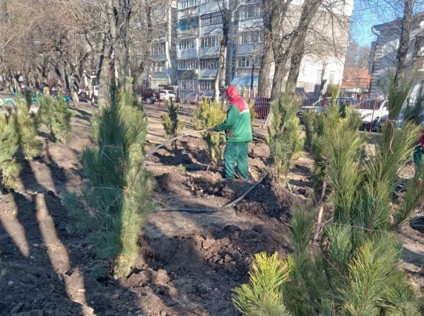 В 2022 году в Одессе на территории школ и детсадов высадят 1,5 тысячи сосен. Фото