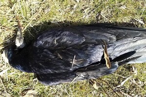 В Одесской области зафиксировали массовую гибель грачей