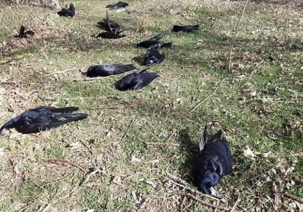 В Одесской области зафиксировали массовую гибель грачей