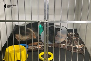 В Одессе лечат овчарку, раненную во время обстрела Херсонской области