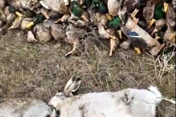 Экологическая катастрофа: в Одесской области из-за ядохимикатов погибли тысячи диких птиц и животных