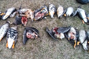 Экологическая катастрофа: в Одесской области из-за ядохимикатов погибли тысячи диких птиц и животных