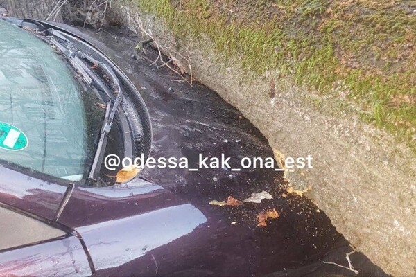 В Одессе начался древопад из-за сильного ветра 