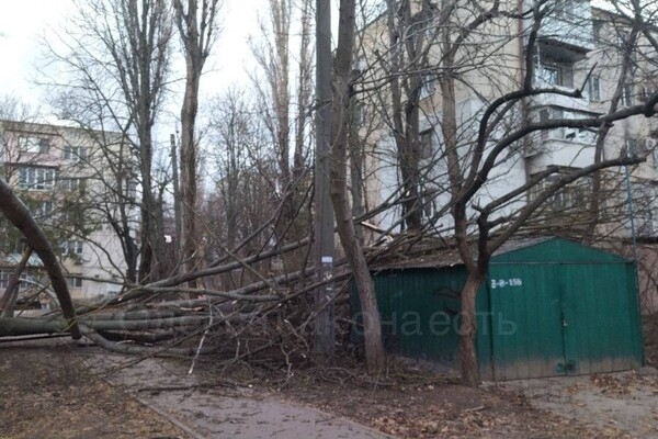 В Одессе начался древопад из-за сильного ветра 