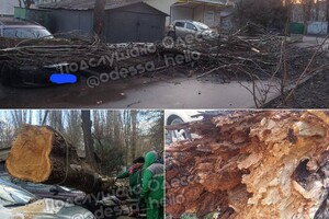 В Одессе начался древопад из-за сильного ветра 