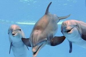 К побережью Одесской области приплыли дельфины