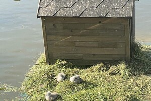 В парке Победы у пары лебедей появились птенцы