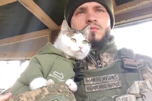 В Одесской области пропал боевой котик "Шайба"