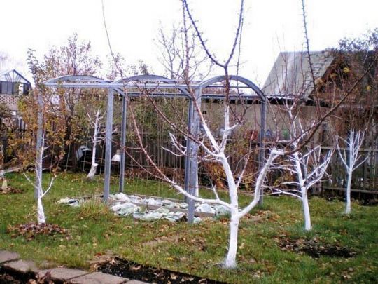 Засипте грядки добре перепрілою органікою: що слід зробити в саду в листопаді