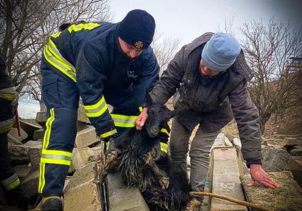 Застряла под бетонными шпалами: в Одесской области спасли козу