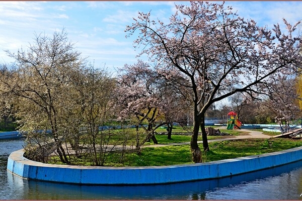 В парке Победы в Одессе цветут деревья (фото)