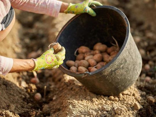 Зробіть це перед посадкою картоплі, і врожай бараболі збільшиться на 50 відсотків! (відео)