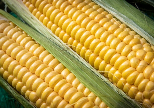 Где на этой неделе в Киеве пройдут продуктовые ярмарки. Адреса