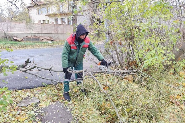 За последние два дня в Одессе упали почти два десятка деревьев и больших веток