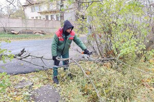 За последние два дня в Одессе упали почти два десятка деревьев и больших веток