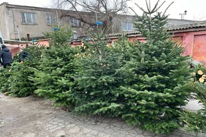 Праздник приближается: где в Одессе есть елочные базары Праздник приближается: где в Одессе есть елочные базары