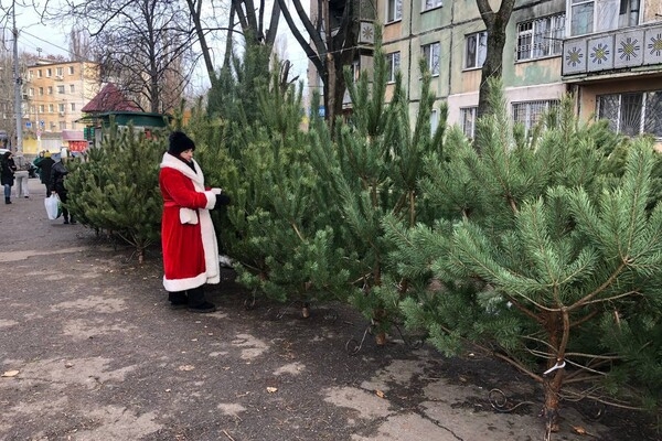 Праздник приближается: где в Одессе есть елочные базары Праздник приближается: где в Одессе есть елочные базары