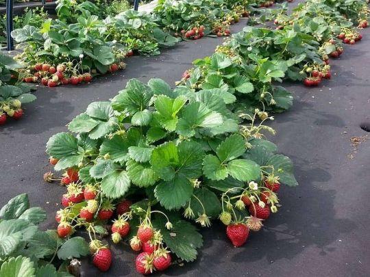 Урожай точно здивує: готуємо натуральне добриво для полуниці